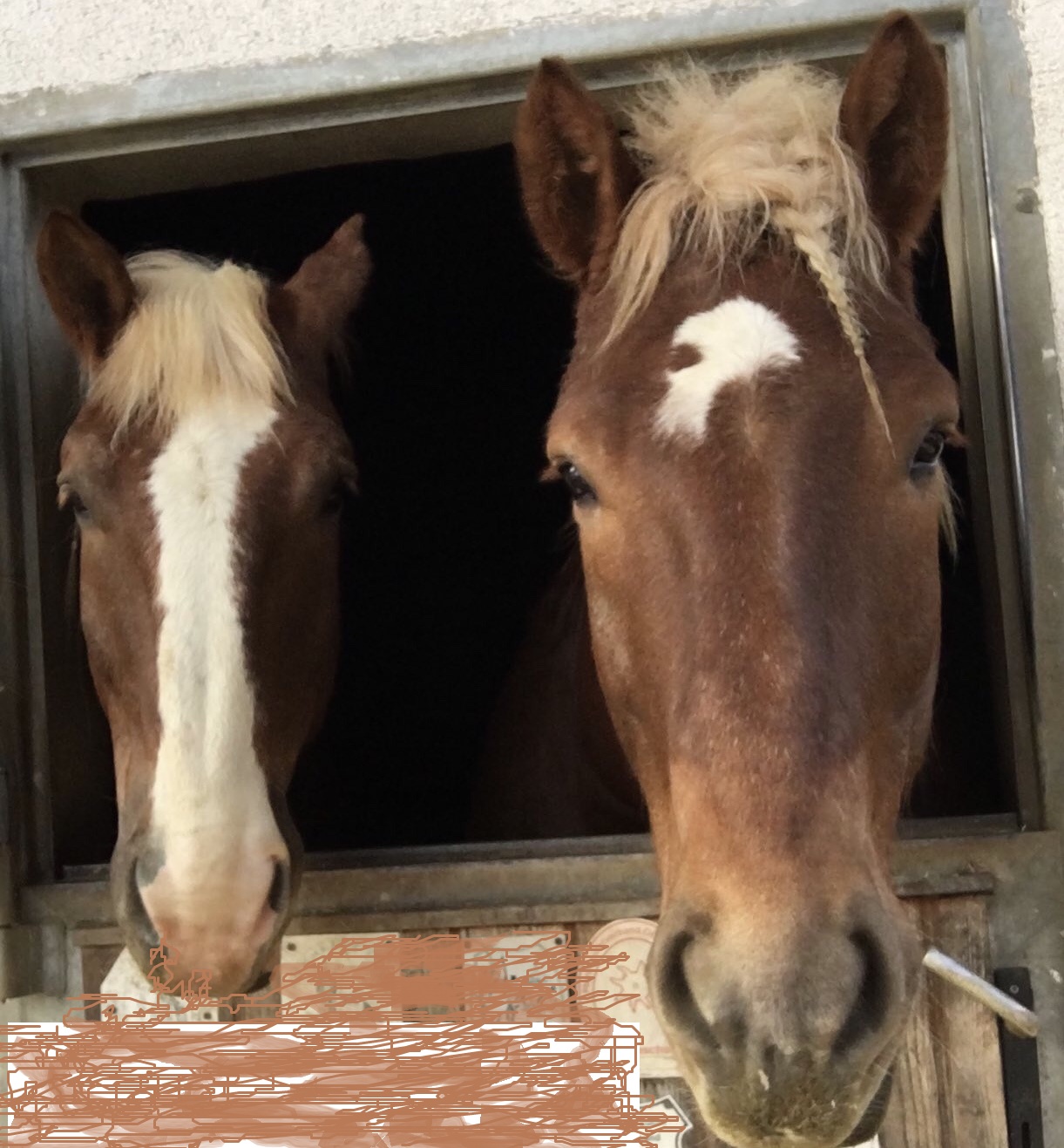 Foto von zwei Pferden