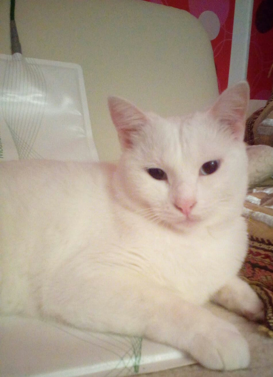 Foto Katze