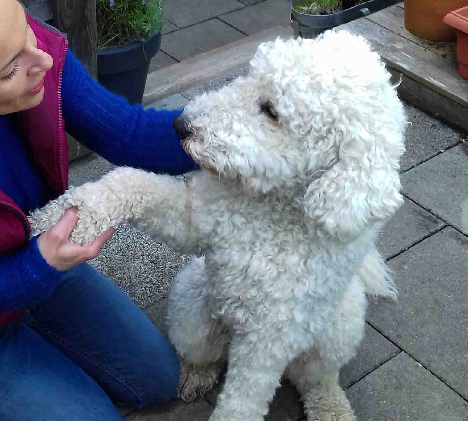 Foto Hund