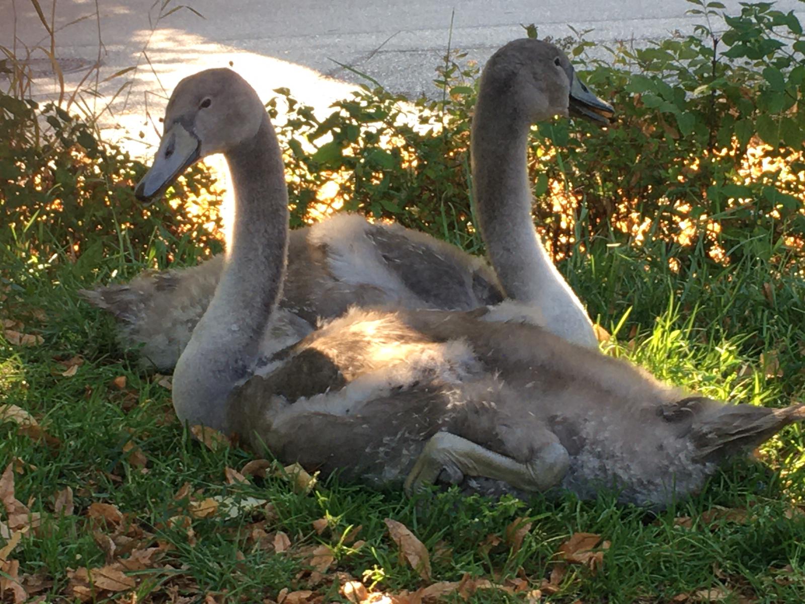 Foto Gänse 