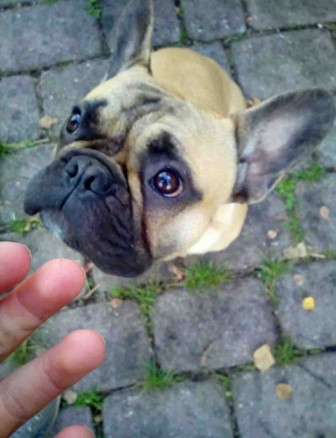 Foto Hund
